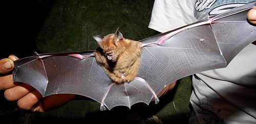 Intermediate roundleaf bat